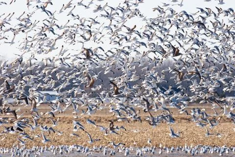 Large flock of seagulls 스톡 사진