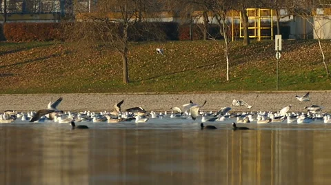 Large flock of seagulls river sunbathing on the lake Stock Footage 57858882