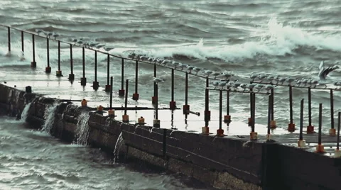 Large flock of seagulls sitting on the old pier and hunting down fish in the sea Stock Footage 61073544
