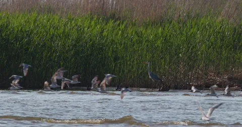 Large flock of seagulls suddenly taking off from the bay shore Stock Footage 342710969