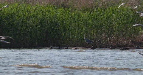 Large flock of seagulls suddenly taking off from the bay shore Stock Footage 342710984