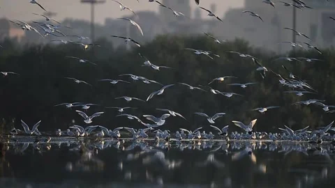 A large flock of seagulls takes flight over a wetland area and Landing in Stock Footage 297944299