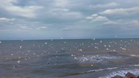 A large flock of seagulls takes flight over the choppy waters of the sea Stock Footage 336247224