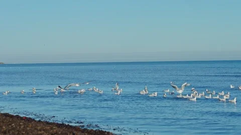 A large flock of seagulls taking flight from the blue ocean surface Stock Footage 328463159