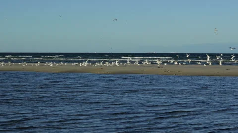 Large flock of seagulls taking flight from sandy beach Stock Footage 339509696