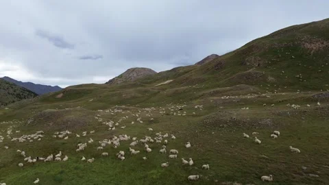 Large Flock Of Sheep In An Alpine Setting Vidéo 287134052