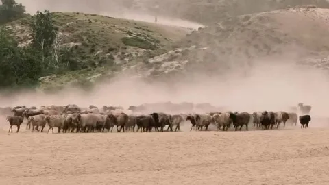 Large Flock of Sheep and Cattle Migrating Across Dusty Landscape, Xinjiang Stock-Footage 337857253
