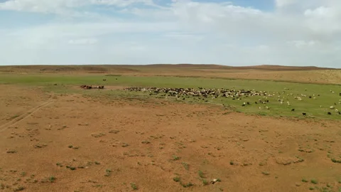 Large flock of sheep and goats in the steppe. Drone video. Stock Footage 170360032