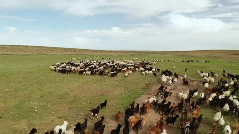 Large flock of sheep and goats in the steppe. Drone video. Stock Footage 170360899