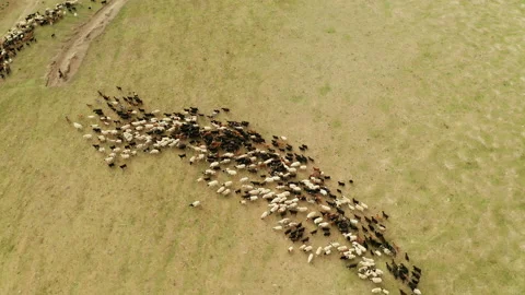 Large flock of sheep and goats in the steppe. Drone video. Stock Footage 170361608