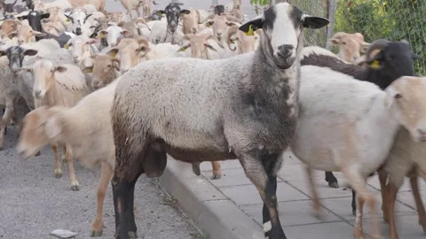 Large flock of sheep and goats walking down a village street in Spain Stock Footage 339353520
