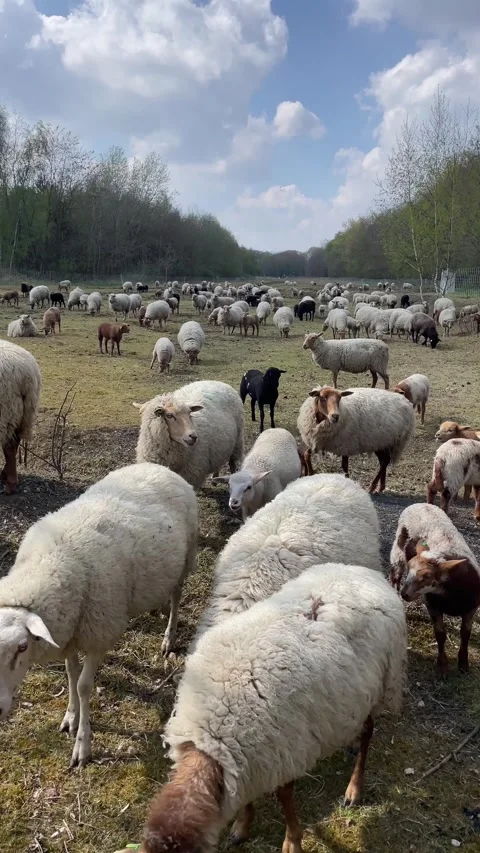 Large flock of sheep and lambs grazing together on a sunny pasture Stock Footage 334048133
