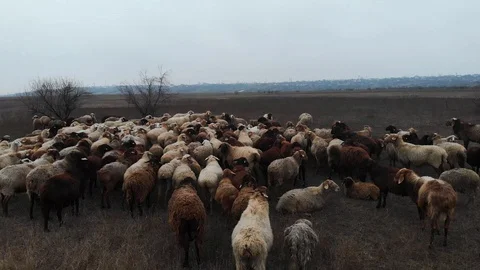Large flock of sheep and sheep on the field, top view Stock Footage 121606951