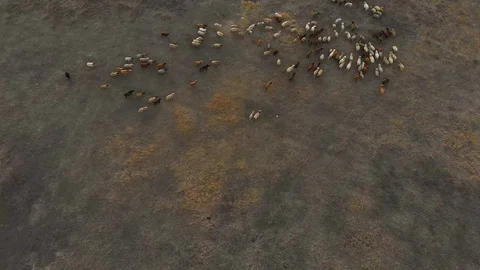 Large flock of sheep and sheep on the field, top view Stock Footage 123565057