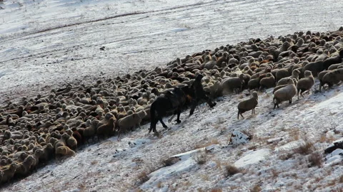 Large Flock of Sheep and Sheep Grazing in Snowy Mountain Meadows. Shepherd Herd Stock Footage 146947795