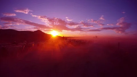  large flock of sheep and a shepherd raises a cloud of dust on a beautiful sunse Stock Footage 77884762