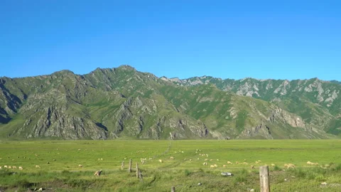 A large flock of sheep on the background of the mountains. Stock Footage 93300370