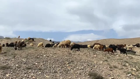 A large flock of sheep is climbing the mountain Video stock 241076610
