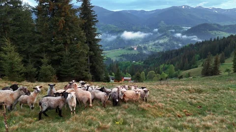 Large flock of sheep crosses a high meadow above a forested mountain valley 库存影片 344656605
