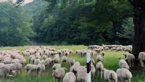 Large Flock of Sheep Crossing Mountain Road and Grazing Vídeos de archivo 340869004