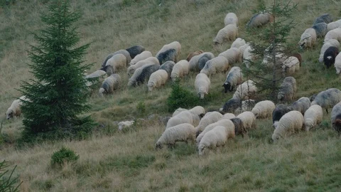 A large flock of sheep descends from the mountains , Summer 2019 Video stock 123526060