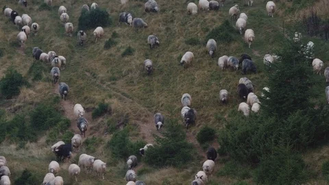 A large flock of sheep descends from the mountains , Summer 2019, panorama Stock Footage 123778676
