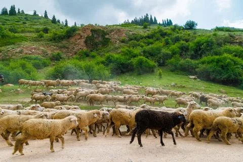 Large flock of sheep with digit 5 moving along dusty dirt road in mountains to a Foto stock
