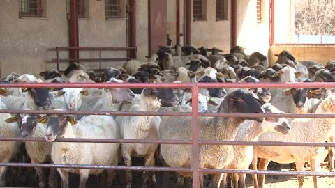 Large Flock of Sheep Gathered in Farm Pen Stock-Footage 344669185
