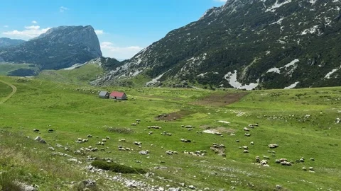 Large flock of sheep grazes across a green mountain pasture in Durmitor Stock Footage 344900635