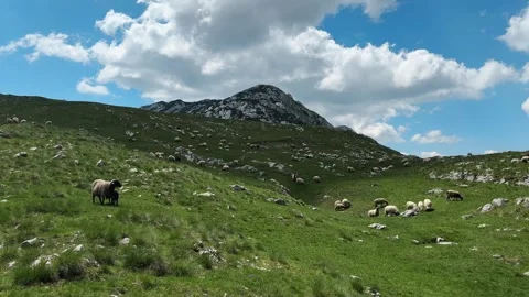 Large flock of sheep grazes across a green mountain pasture in Durmitor Stock Footage 344900727