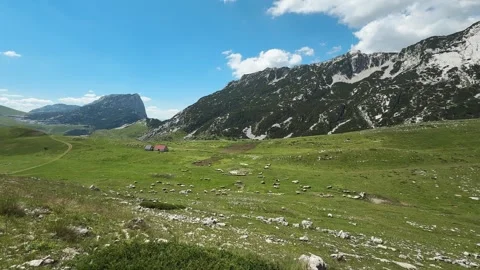 Large flock of sheep grazes across a green mountain pasture in Durmitor Stock Footage 344900787