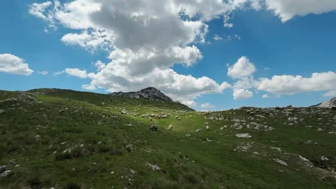 Large flock of sheep grazes across a green mountain pasture in Durmitor Stock Footage 344900842