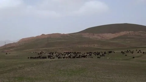 A large flock of sheep grazes on a sprawling green plain, stock footage. Stock Footage 304935076