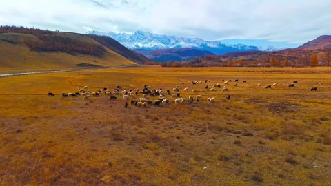 Large flock of sheep grazing in autumn field near snow capped mountains Stock Footage 343696204