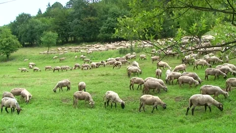 Large Flock of Sheep Grazing on Green Pasture Video stock 344662692
