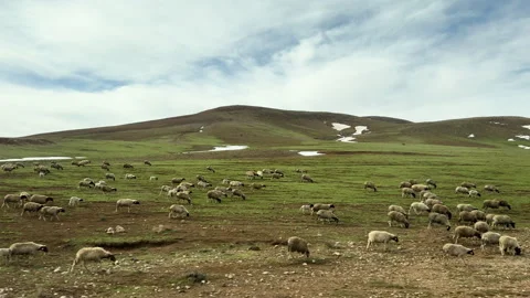 Large flock of sheep grazing peacefully on a verdant mountain slope Stock Footage 332765655