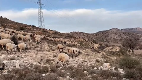 Large flock of sheep grazing on rocky mountain hillside Stock Footage 330752003
