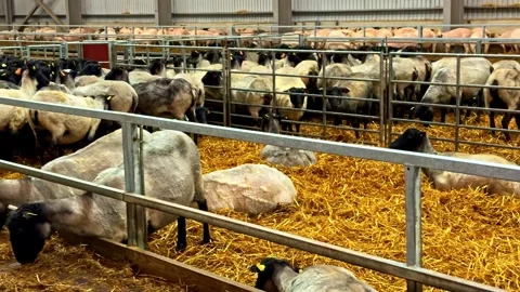 Large flock of sheep inside an indoor barn pen, crowded behind metal gates on Vidéo 333309444