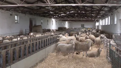 Large Flock of Sheep Inside Livestock Barn Video stock 344668166