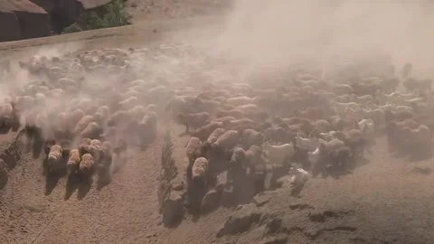 Large Flock of Sheep Migrating with Herder on Horseback in Dusty Xinjiang, China Vídeo Stock 337857618