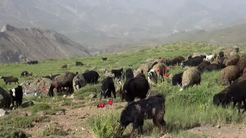 A large flock of sheep moves across the lush rolling green, stock footage. Stock Footage 304935141
