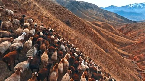 Large flock of sheep is moving up a steep, mountainous terrain Stock Photos