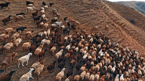 A large flock of sheep is moving up a steep, grassy hillside Foto stock