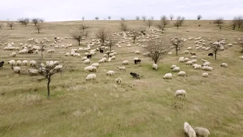Large flock of sheep pasturing on the plains of Vojvodina, Serbia Stock Footage 148614813
