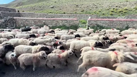 Large Flock of Sheep with Red Markings Being Herded Through Rural China Stock Footage 346572329
