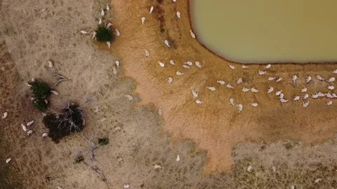  large flock of sheep resting in the sun and some walking to take a drink Stock Footage 146715737