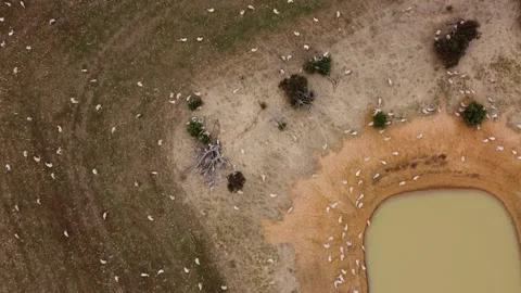  large flock of sheep resting in the sun and some walking to take a drink Stock Footage 146715775