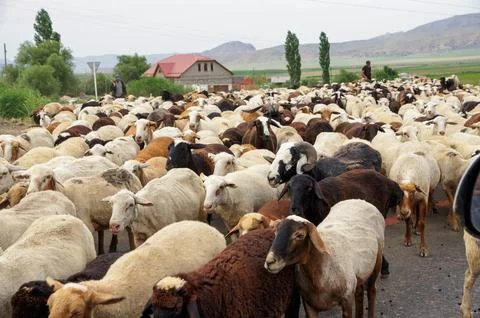A large flock of sheep on the road. Фото