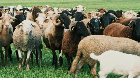 Large flock of sheep standing and grazing in a green pasture near Girona Stock Footage 331984946