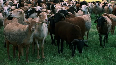 Large flock of sheep standing looking to the camera near Girona, Spain.  Stock Footage 331954254
